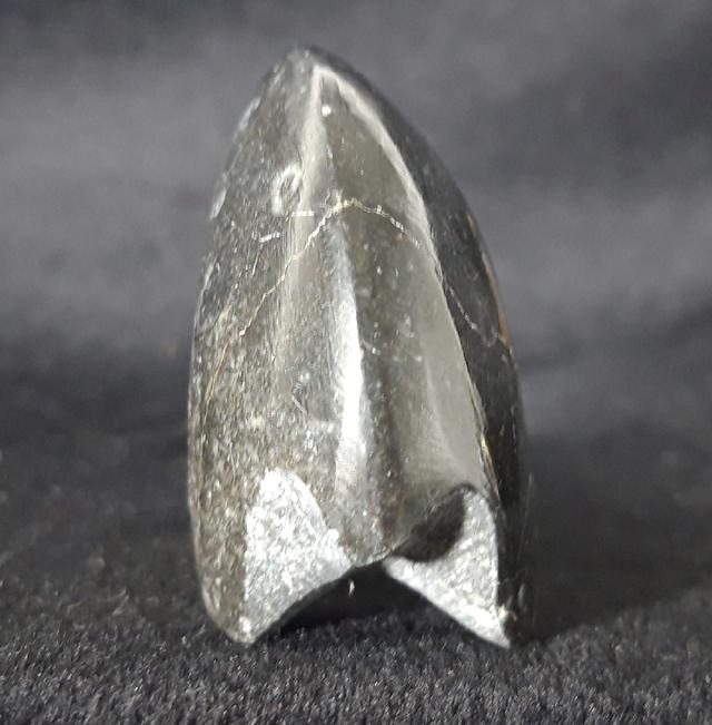 Manticoceras sp. HYATT 1884 - Bild &copy; FossNet FossilienStore